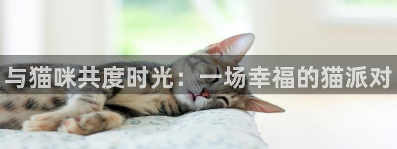 蓝鲸直播：与猫咪共度时光：一场幸福的猫派对